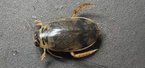 Réf. 336 340 : Eretes griseus